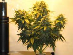 This model has space for seven pods, rather than the six in the other systems. Modafinil Australia Modafiniloz Profile Pinterest