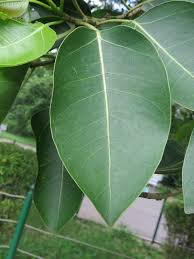 Image result for Ficus virens