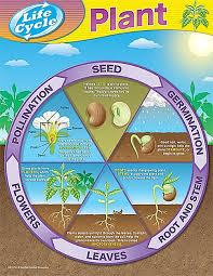 Plant Life Cycles Chart Plant Science Life Cycles
