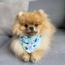 Teddy bear pomeranian puppies for sale near me. Pomeranians Puppies For Sale In 2021 Pomeranian Puppy Teacup Pomeranian Puppy For Sale Pomeranian Puppy