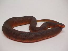 Red Bellied Water Snake Snake Water Reptiles