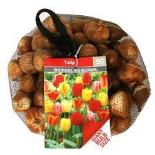 Get free shipping on qualified perennial flower bulbs or buy online pick up in store today in the outdoors department. Tulip Mix Package Of 50 Dormant Bulbs Sam S Club