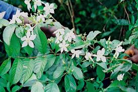 Image result for Heinsia