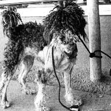 Maybe you would like to learn more about one of these? Underdogs Rock Rescue Portland Oregon Dog Rescue