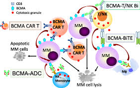All you need to do is click on the download button. Frontiers Targeting B Cell Maturation Antigen Bcma In Multiple Myeloma Potential Uses Of Bcma Based Immunotherapy Immunology