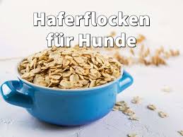 Durfen Hunde Haferflocken Essen Dogco De Hafer Hunde Ernahrung Essen