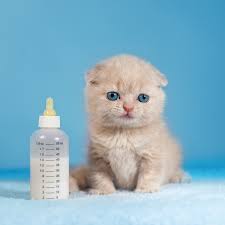 Is goat milk safe for your baby? Can Kittens Drink Cow S Milk Catster