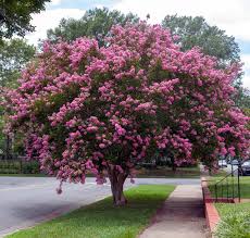 Just be ready to repot your tree into a larger container every other year or so. Some Of The Best Small Trees For Your Landscape Southeast Agnet