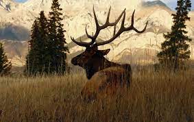 Framed Print Stag Walking Through The Alaskan Wilderness Picture Poster Art Ebay Home Garden Elk Pictures Deer Wallpaper Animals Wild