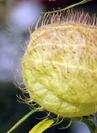 We did not find results for: Balloon Plant Gomphocarpus Physocarpus Wisconsin Horticulture