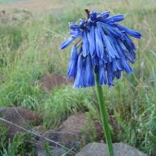 Image result for Agapanthus inapertus