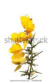 Gorse Flowers Prickly Foliage Isolated Against Stock Photo Edit Now 1064086580 Foliage Gorse Stock Photos