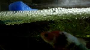 Bagi yang baru nak breed boleh tengok video saya sebelum ni 1. Anak Ikan Laga Betta Cupang Fry Youtube