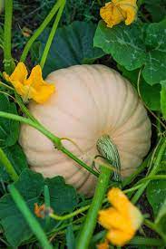 I really liked the close up picture of the insect but i think it is a squash bug. The Complete Guide To Growing Winter Squash Gardener S Path