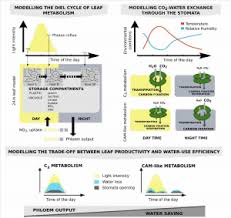 We did not find results for: Plantae Alternative Cam And Water Saving Flux Modes Into C3 Leaf Metabolic Model Plant Cell Plantae