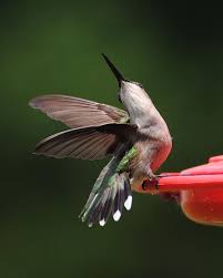 Dance Of The Hummingbird By Jai Johnson Humming Bird Feeders Hummingbird Beautiful Birds