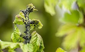 Spider mites are common pests in the urban landscape and can inflict serious damage to trees, shrubs and flowers. Spider Mite Inspection Removal Las Vegas Flatliners Pest Control