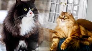 Located in lower ulster county, new york, makes it convenient for everyone from the new york city. Tunie S Siberians Minnesota S Foremost Home Of Traditional Siberian Forest Cats And Kittens