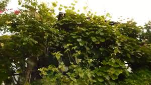 Leider sind sie recht empfindlich: Kiwi Pflanzen Im Garten 1 Youtube