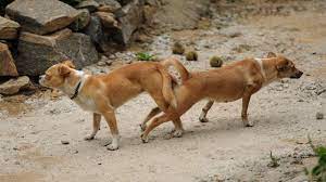 犬の陰茎は一度入ったらなかなか抜けない…メスが嫌がっても交尾が続く独自のロックオン式という進化  確実に繁殖を成功させなければならない重いプレッシャーがのしかかる | PRESIDENT Online（プレジデントオンライン）
