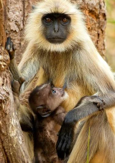 Langur monkeys in their natural habitat