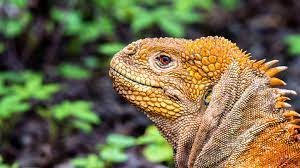 This list of top 10 things to do in ecuador shows you the highlights of the country along the avenue of the volcanoes in the andean regionrelated guide. Galapagos Die Inseln Der Besonderen Arten Wwf Junior