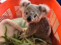 stormy the 7 month old koala joey travels on the magnetic island ferry everyday cute baby animals cute animals baby animals