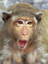 Rhesus Monkey Portrait Surprise Rhesus Monkey Cynomolgus In Ancient Ruins I Affiliate Cynomolgus Rhesus Monkey Wild Animals Photos Animals Beautiful