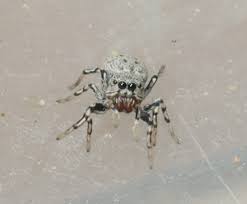 Image result for Helinus spartioides