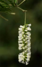 Image result for Acacia fleckii