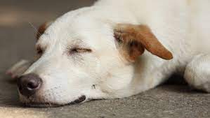 Mosquito Risk And Your Pet Van Wijk Street Vet