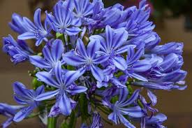 Image result for Agapanthus praecox