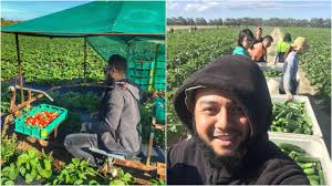 Tujuan blog ini diwujudkan adalah untuk membantu dan mengelakan. Kerja Petik Buah Tak Mudah Korang Tak Boleh Kerja Sebagai Pemetik Buah Di Australia Jika Ada 11 Ciri Ini