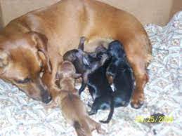 Maybe you would like to learn more about one of these? Dachshund Puppies In Alabama