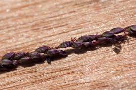 Image result for Digitaria gazensis