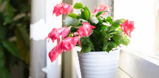Water the plant thoroughly, allowing the the easiest way to do this is to place the christmas cactus in a room or closet with a door that does not get opened at night. Best Way To Care For Christmas Cactus Living Color