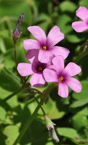 Oxalis Wood Sorrel Pink Sorrel False Shamrock Sourgrass Flowers Photography Shamrock Plant Wood Sorrel