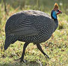 Guinea Fowl Birds That Look Like Turkeys Pin On Future Farm