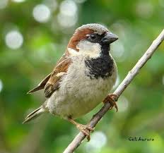 Big Black Birds In Ohio House Sparrow House Sparrow Backyard Birds Bird Pictures