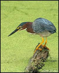 Birds Native To Georgia Usa Green Heron One Of The Thousands Of Birds That Call The Georgia Coast Home Birds Of Georgia Green Heron Beautiful Birds
