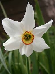 Narcissus Poeticus Poet S Narcissus World Of Flowering Plants Narcissus Daffodil Flower Wild Flower Meadow