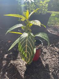 Image result for Sanchezia speciosa