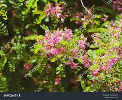 Image result for Hionanthera