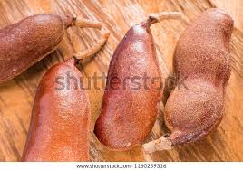 Image result for Hymenaea courbaril