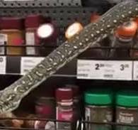 10-foot python surprises shoppers at Australian supermarket