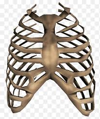 The hand bones are also known as carpel bones. Rib Cage Png Images Pngegg