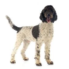 Top 10 Questions About The Portuguese Water Dog Animalso