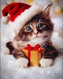 Disney holds the broadcasting rights from the producer and distributor cinedigm. Merry Christmas Everyone Christmas Pet Photos Christmas Animals Christmas Kitten