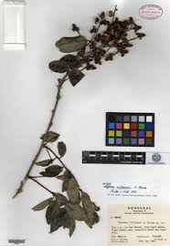 Image result for Crossopetalum mossambicense