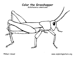 Whitepages is a residential phone book you can use to look up individuals. Grasshopper Coloring Page